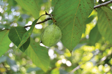 Foraging and Growing Pawpaws: North America’s Native ‘Banana’ Image
